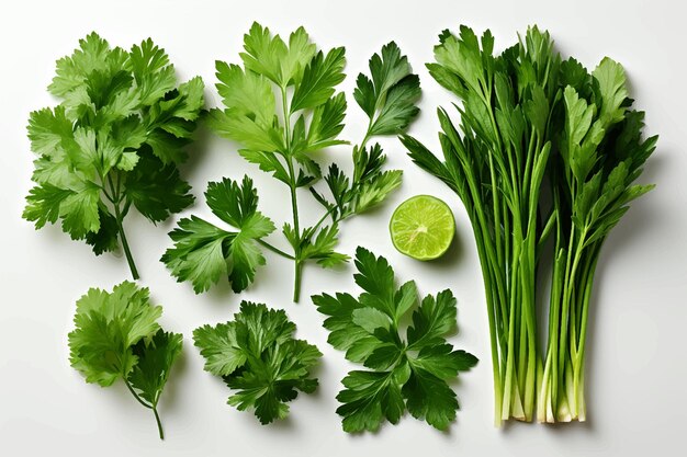 Cut parsley and other herbsdifferent bunches of fresh culinary grasses chives beet greens turnip