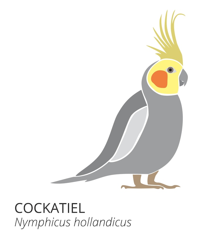 Vector 美麗的成年<unk> 普通灰色<unk> nymphicus hollandicus corella 卡通鳥設計平坦