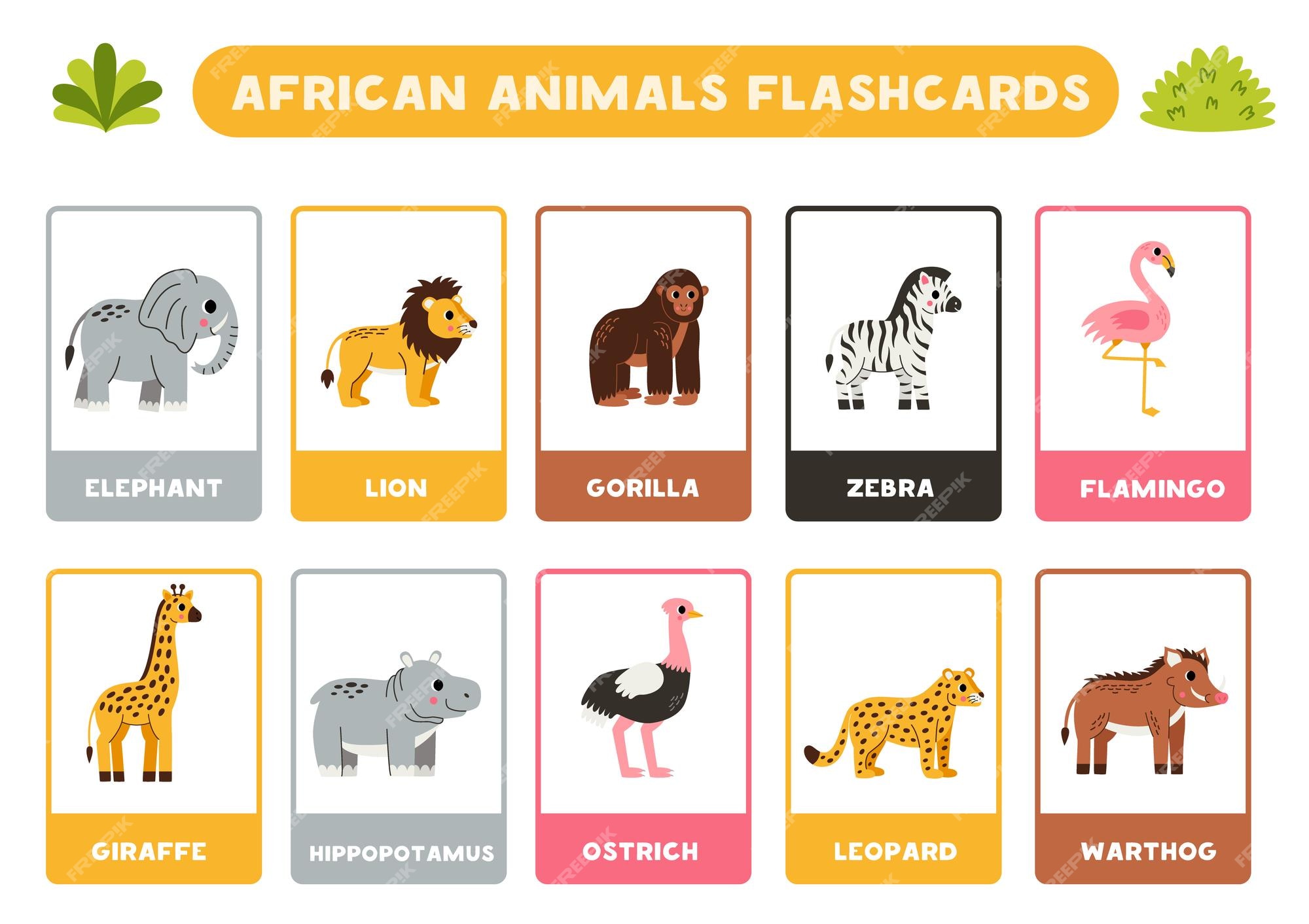 Flashcards - Safari em inglês e português