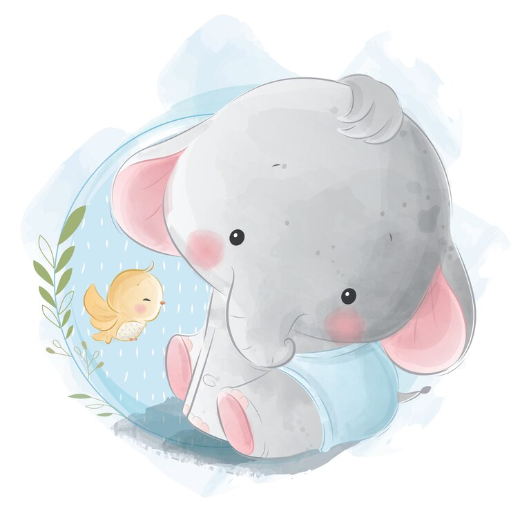 Cute baby Boy Elephant