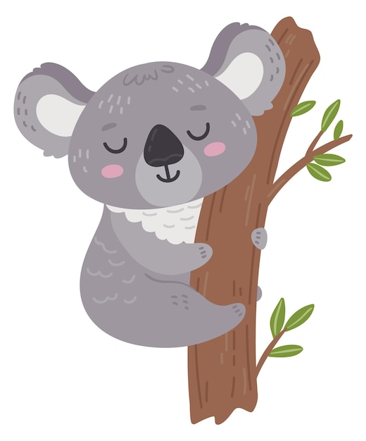 Cute baby koala on tree Lazy sleeping animal isolated on white background