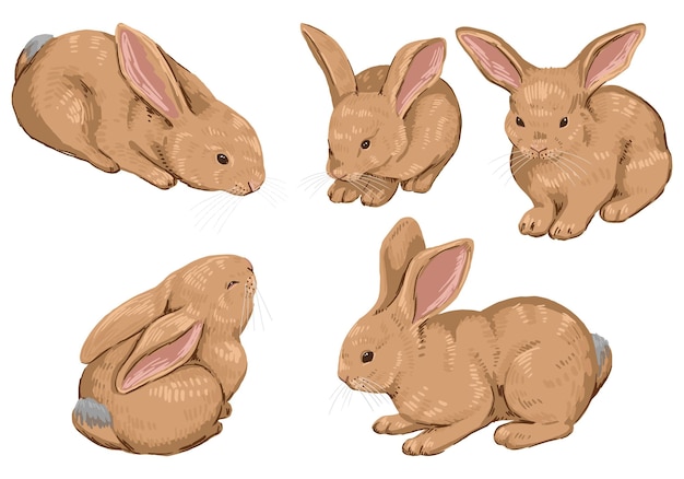 Cute baby rabbits collection of bunnies Pretty animals set Contemporary vector illustration Modern style cliparts isolated on white background