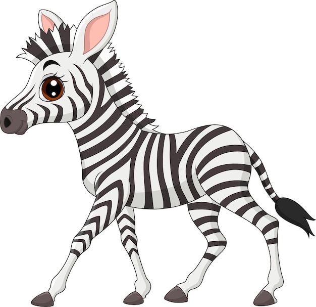 Cute baby zebra isolated