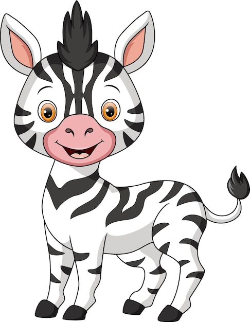 Cute baby zebra on white background