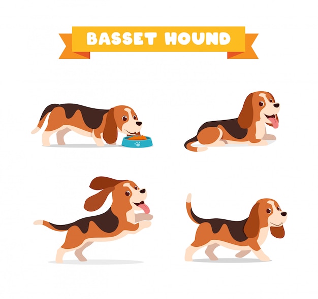 Simpatico animale domestico del cane basset hound con molti set di fasci di pose