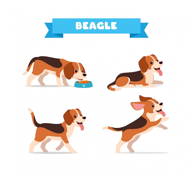 Vector cute beagle dog animal pet with many pose bundle set