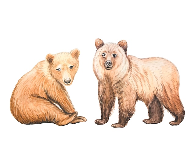 Cute bears Hand drawn watercolor illustration