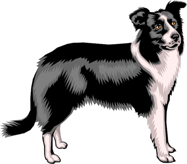 Vettore carino border collie cane fumetto disegnato a mano animali da compagnia fumetto illustrazione vettoriale