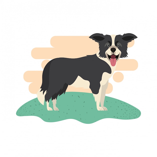 Vector cute border collie dog on white