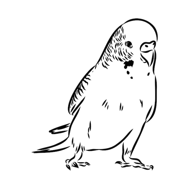 Vector a cute budgie sits on a perch vector sketch illustration for design advertising prints