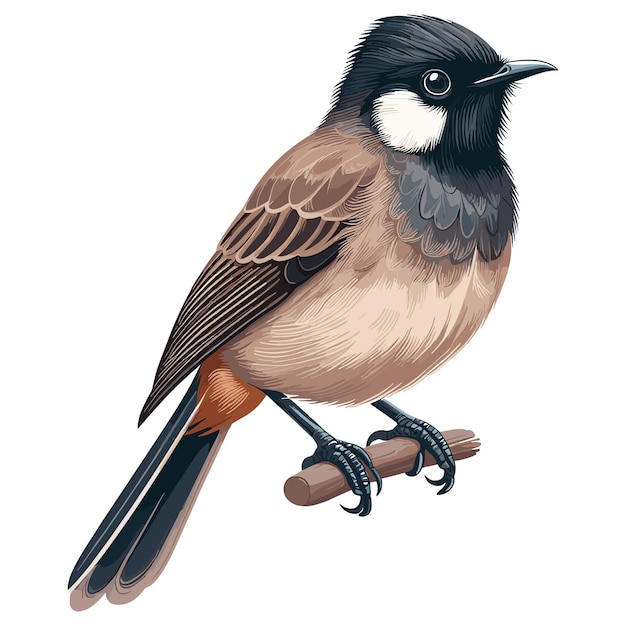 Vector cute bulbul vector cartoon illustration