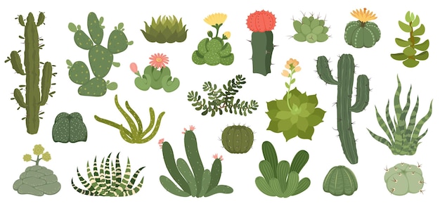 Cute cactus and succulents with flowers, exotic desert plants. Spiky succulent with flowering blossom, home decor terrarium plant vector set