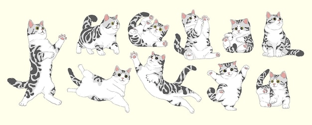 Cute cartoon american shorthair silver tabby white cat setisolated vector illustration