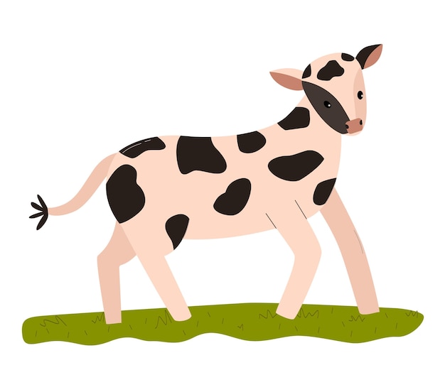 Vector cute cartoon baby cow standing on green grass spotted calf looking forward farm animal character