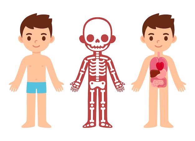 Vector cute cartoon boy with anatomy chart of internal organs and skeleton
