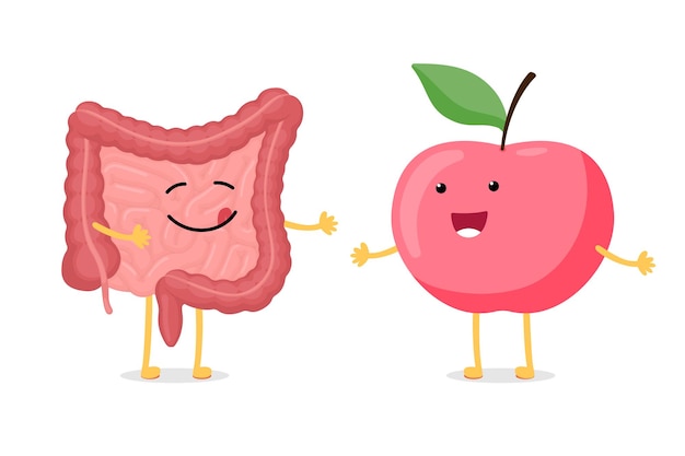 Cute cartoon healthy intestine and red smiley apple character abdominal cavity digestive and