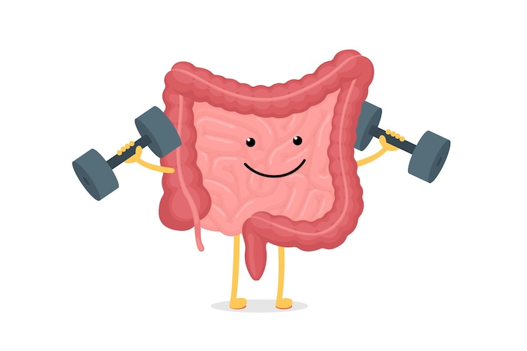Vector cute cartoon healthy intestines character with dumbbells abdominal cavity digestive and excretion