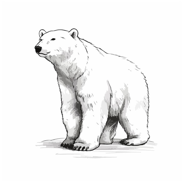 Cute cartoon polar bear illustration on a white background