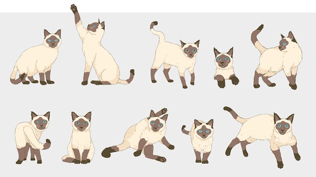 Vector cute cartoon siamese cat set