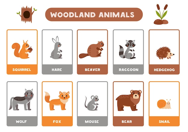 Cute cartoon woodland animals with names Flashcards for learning English