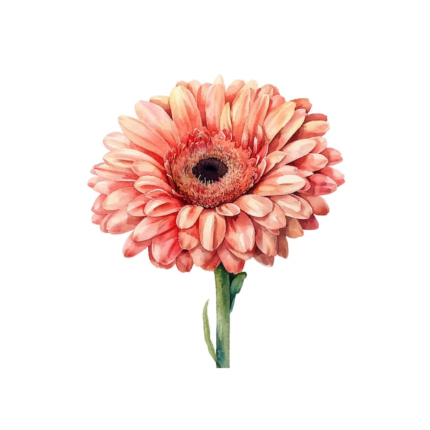 Vector cute chrysanthemum vector illustration in watercolour style