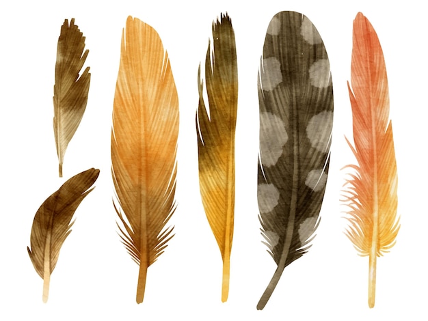 Vector cute colorful feathers watercolor illustration for decorative element