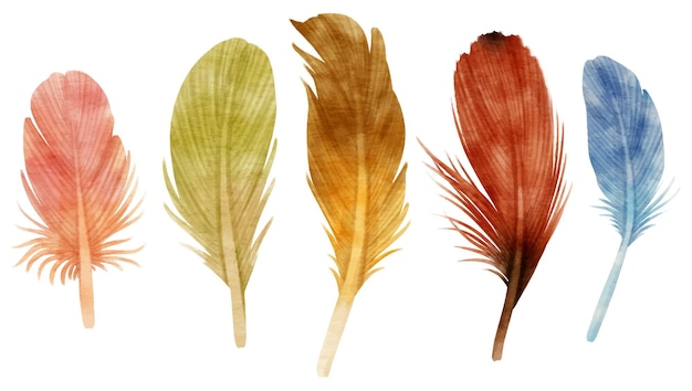 Vector cute colorful feathers watercolor illustration for decorative element