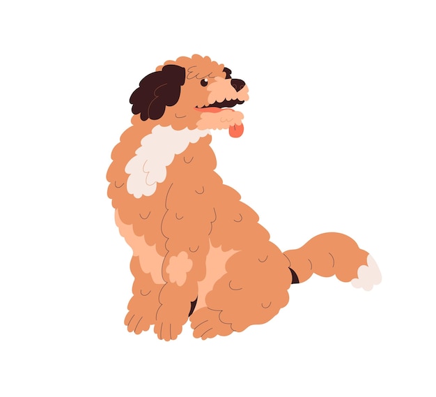 Cute curly Goldendoodle dog. Doggy of golden doodle breed. Labradoodle, tricolor canine animal with wavy fluffy coat, sitting with tongue out. Flat vector illustration isolated on white background.