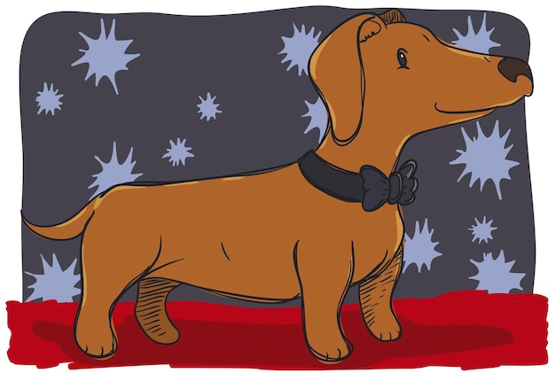 Cute Dachshund like a gentleman for a dog contest