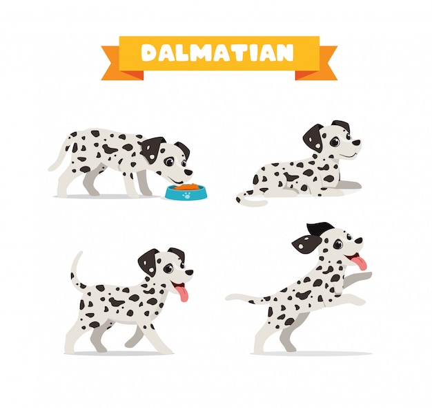 Simpatico animale domestico cane dalmata con molti set di bundle di posa