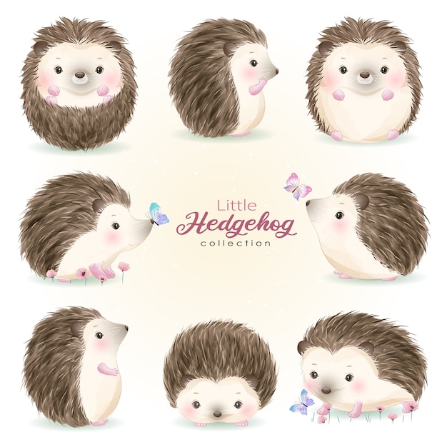 Vector cute doodle hedgehog set with watercolor illustration