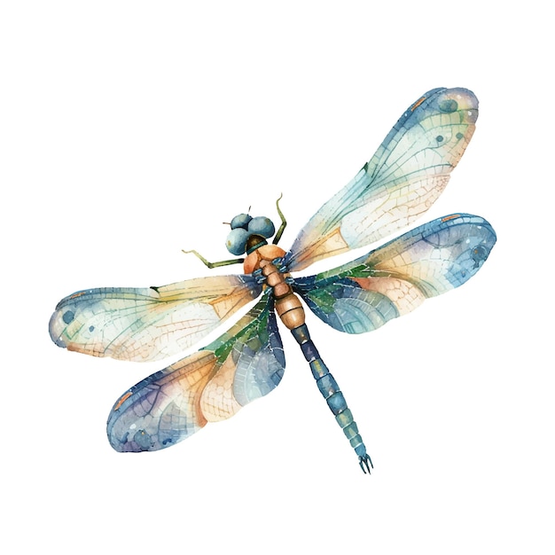 Vector cute dragonfly vector illustration in watercolour style