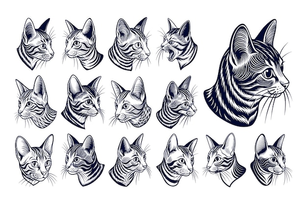 Cute engraving side view burmilla cat head illustration design set