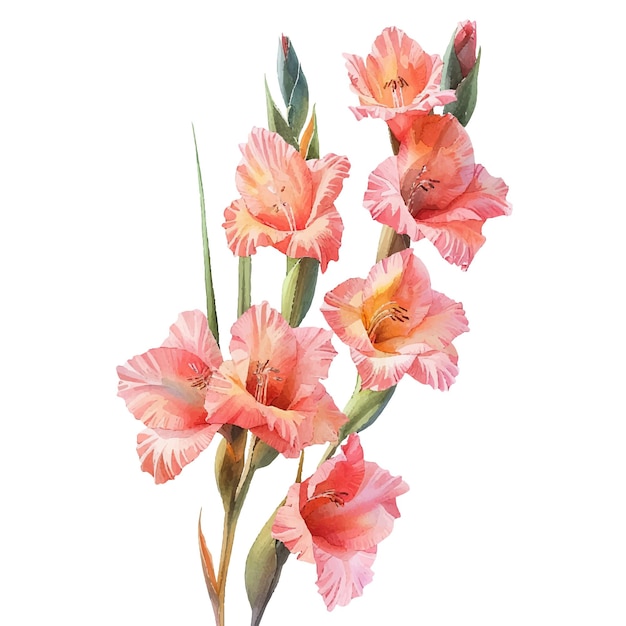 Cute gladiolus vector illustration in watercolour style