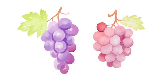 cute grape watercolor vector illustration