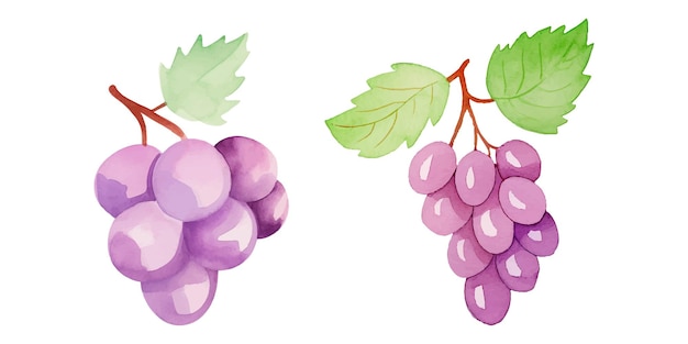 Vector cute grape watercolor vector illustration