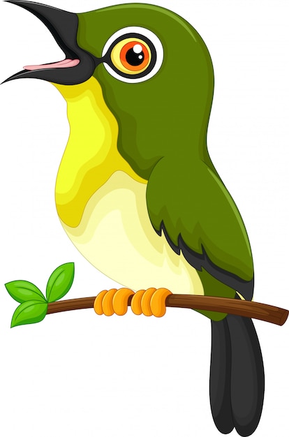 Cute green bird cartoon. zosterop