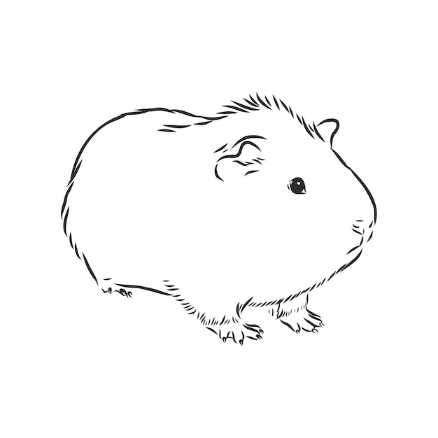 Милая морская свинка, домашнее животное, векторные иллюстрации эскиз