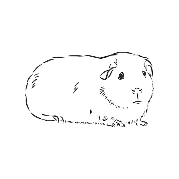 Cute guinea pig pet vector sketch illustration