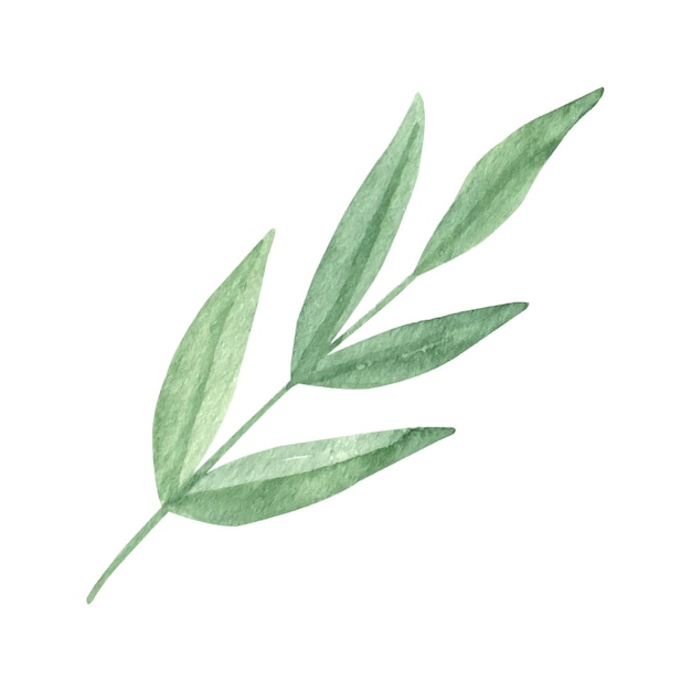 벡터 귀여운 손으로 그린 초록색 잎 웨딩 장식 및 배열을 위한 수채화 일러스트레이션 잎