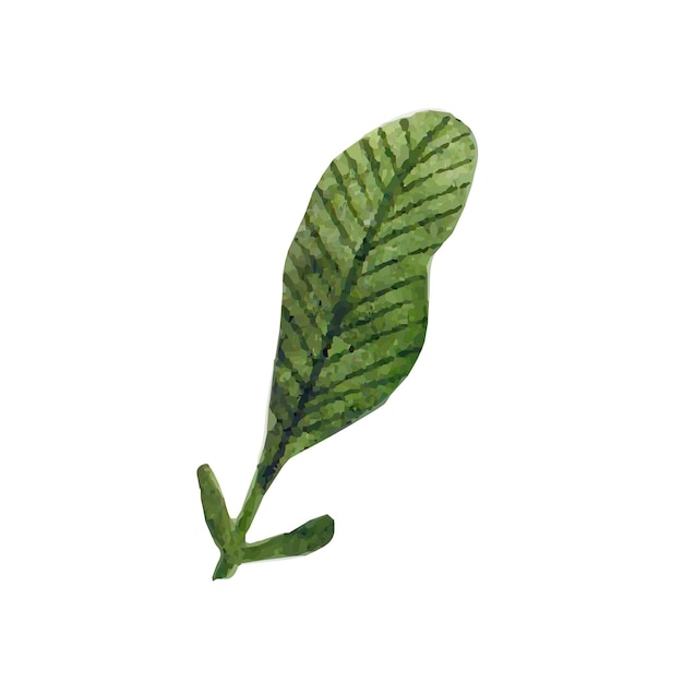 Cute hand drawn green leaf. Watercolor illustration leaves