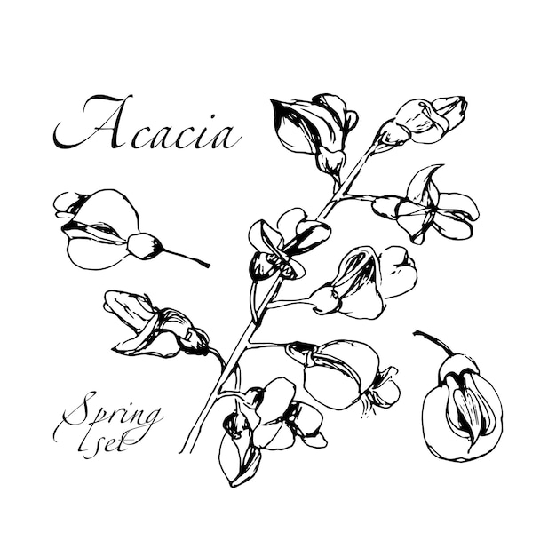 Vector cute hand drawn realistic branch acacia blooming set. traditional spring flowers in ink, doodle style for wedding decoration and arrangements.