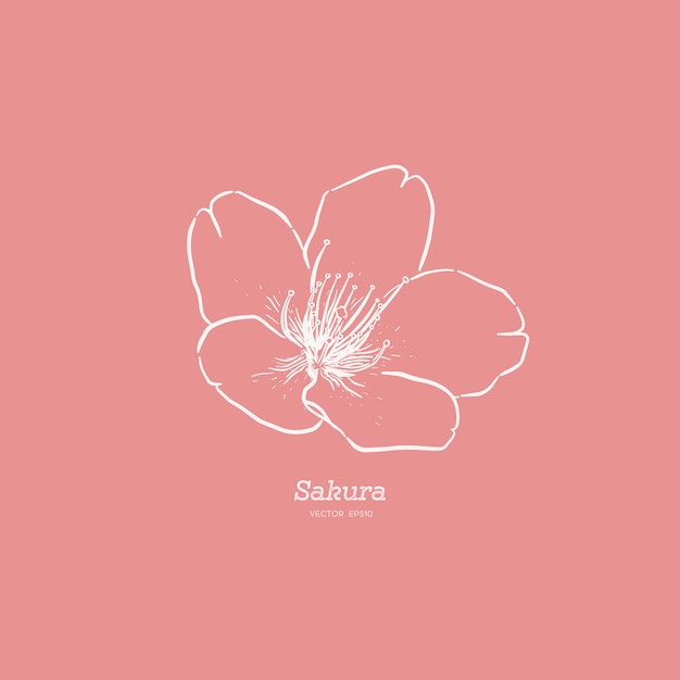 Cute hand drawn sakura Flower illustration .