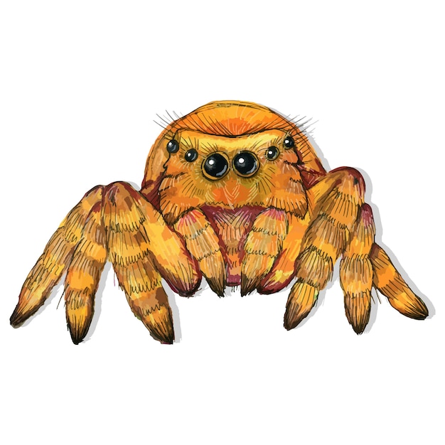 Cute hand drawn spider, vector illustration