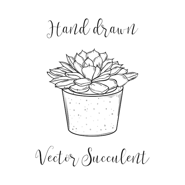 Cute hand drawn succulent in a concrete flower pot. vector black and white illustration. eps10