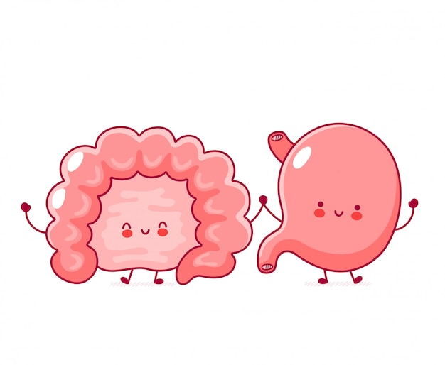 Cute happy funny human intestine and stomach organ.