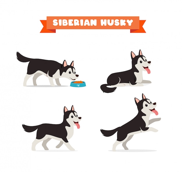 Vector cute husky dog animal pet with many pose bundle set