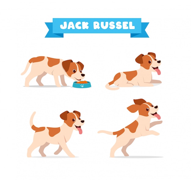 Carino jack russel cane animale domestico con molti set di bundle di posa