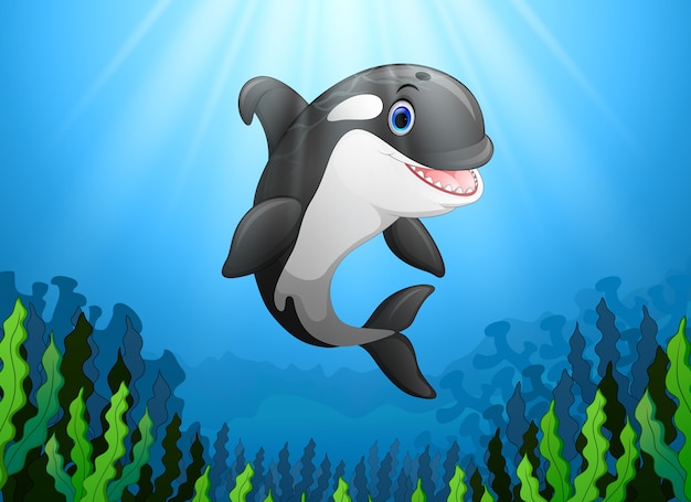 Cute killer whale under water