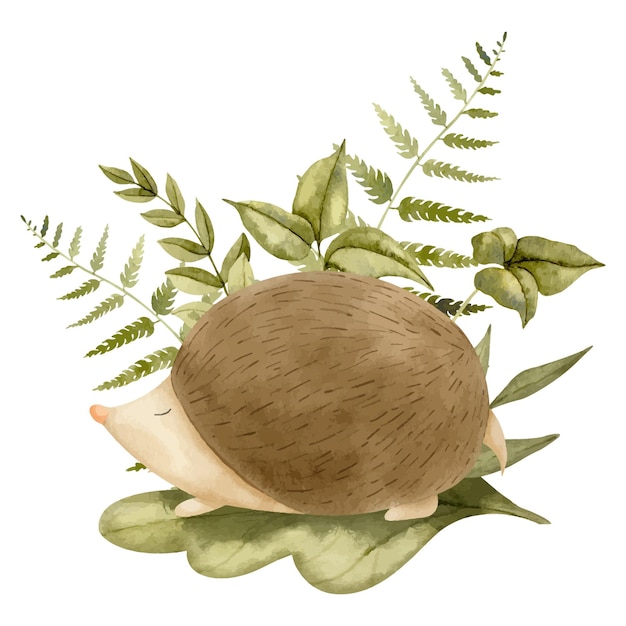 Cute little Hedgehog with fern and forest leaves on white isolated background Hand drawn watercolor illustration of animal for Baby shower greeting cards or invitations Drawing for childish design